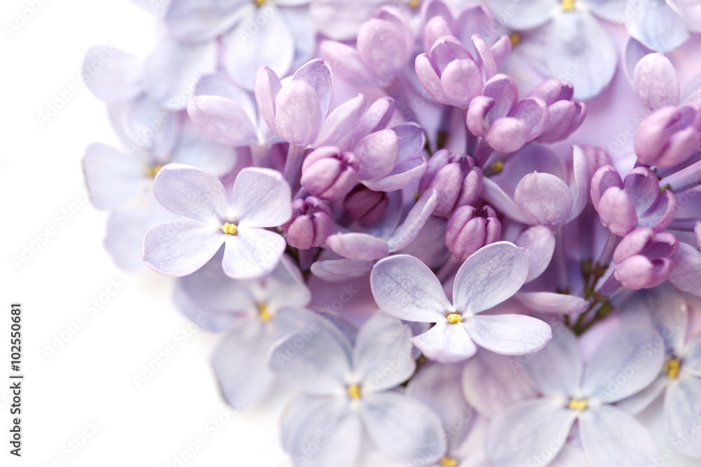 Close up of lilac flower Close up of lilac flower