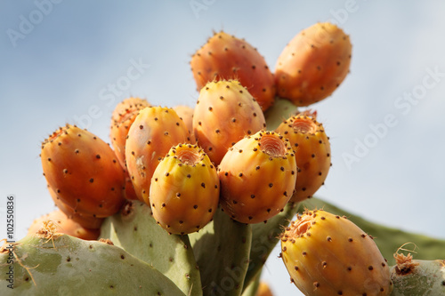 Fotografie Ripe yellow prickly pears (cactus fig)