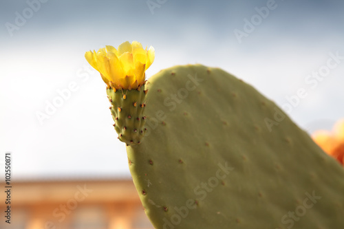 Cactus flower. Before the cactus fig © Marco Rimola