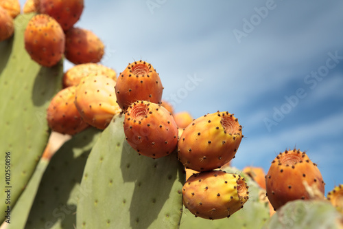 Ripe yellow prickly pears (cactus fig) photo