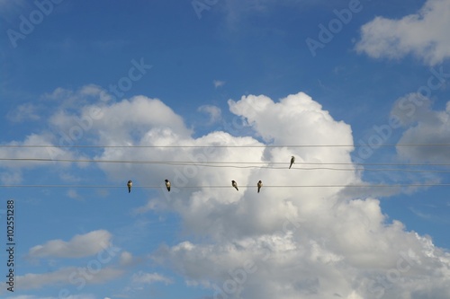 Птицы и облака