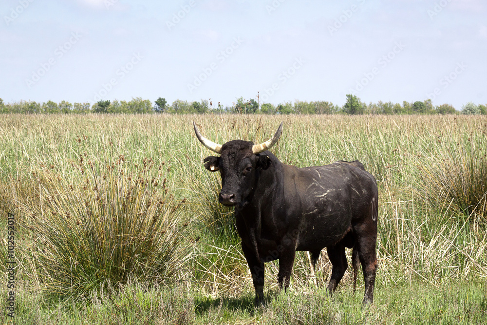taureau camarguais dans un champ taureau camarguais dans un champ
