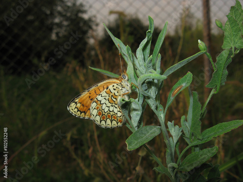 Butterfly on a plant stem photo