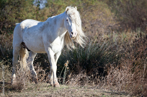 cheval blanc camarguais