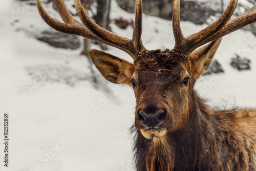 Close-up of a deer in the winter (Omega Park of Quebec) photo