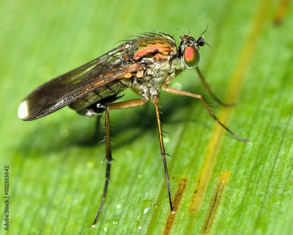 Poecilobothrus nobilitatus long-legged fly. A male fly in the family Dolichopodidae, sport distinctive white marks at the end of the wings
Poecilobothrus nobilitatus long-legged fly. A male fly in the family Dolichopodidae, sport distinctive white marks at the end of the wings