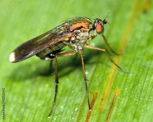 Poecilobothrus nobilitatus long-legged fly. A male fly in the family Dolichopodidae, sport distinctive white marks at the end of the wings 