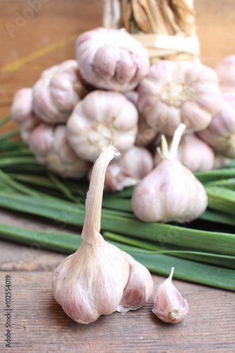 Plant of garlic