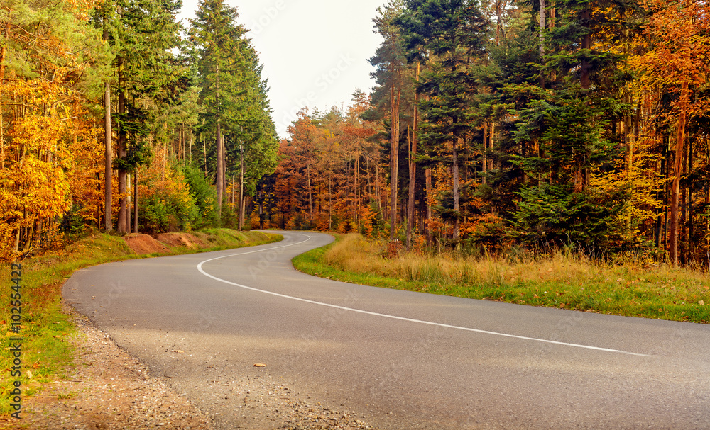 Fototapeta premium Winding tarred road through autumn trees