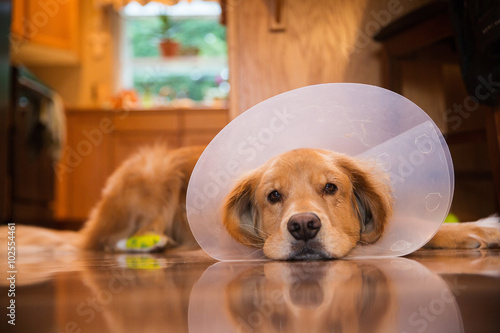 Golden Retriever dog with a cone collar after a trip to the vete