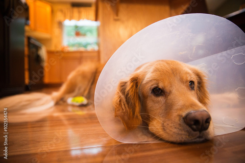 Fototapeta Naklejka Na Ścianę i Meble -  Golden Retriever dog with a cone collar after a trip to the vete