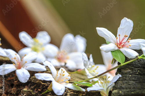 Fallen tung flowers with nice background color photo