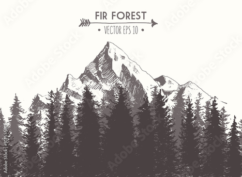 Fir forest mountain drawn vector illustration