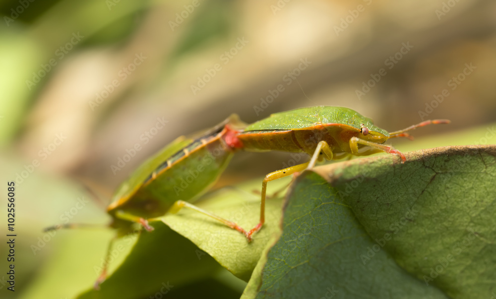 Mating green shield bugs, Palomena prasina Mating green shield bugs, Palomena prasina