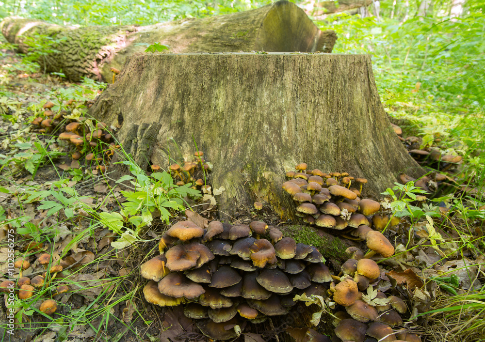Sulphur tuft, Hypholoma fasciculare Sulphur tuft, Hypholoma fasciculare