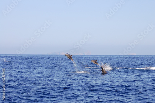 Jumping Dolphins - Galapagos - Ecuador