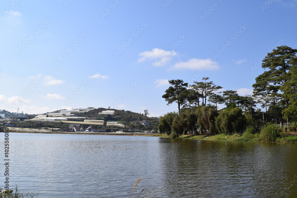 Fototapeta premium Than Tho lake with pine forest on the bank in Dalat, Vietnam