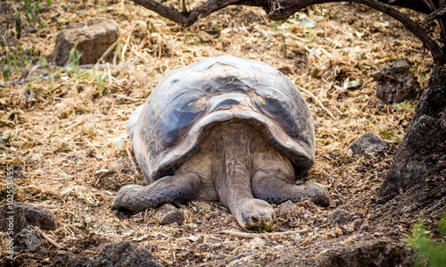 giant galapagos turtle eating leaves in floreana island ecuador closeup