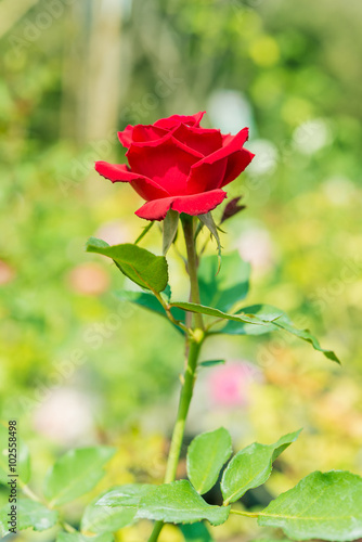 a bunch of roses in the garden