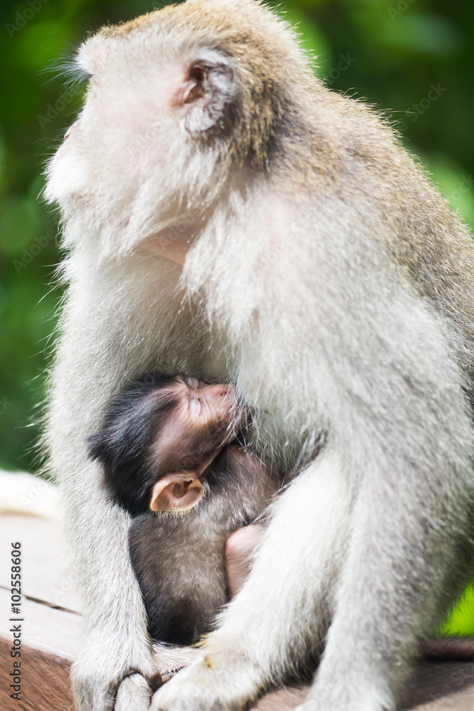 Naklejka premium wild crab-eating macaque breast feeding in Ubud Monkey Forest