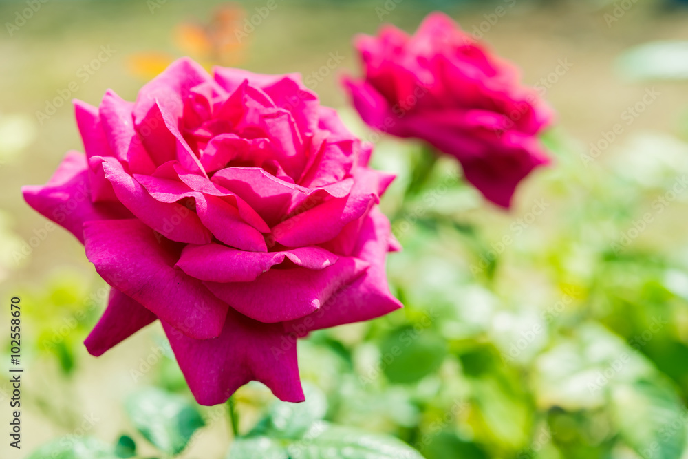 Fototapeta premium a bunch of roses in the garden