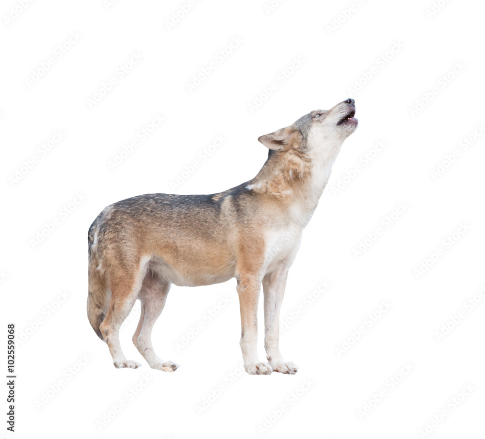 Naklejka premium szary wilk wyje na białym tle