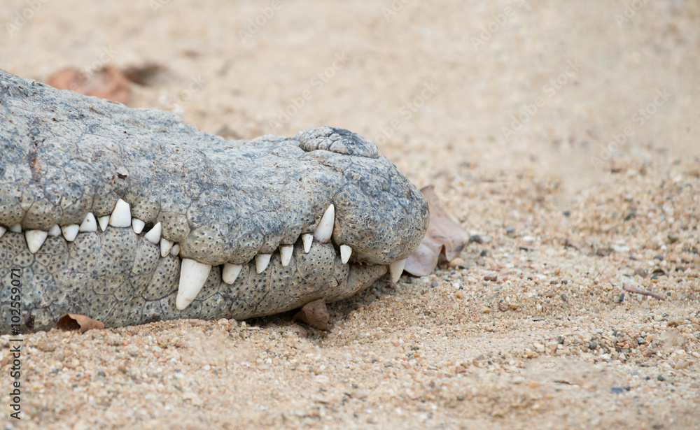 Fototapeta premium crocodile mouth