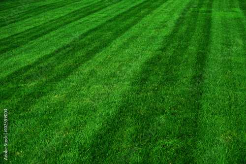 green grass field after mowing