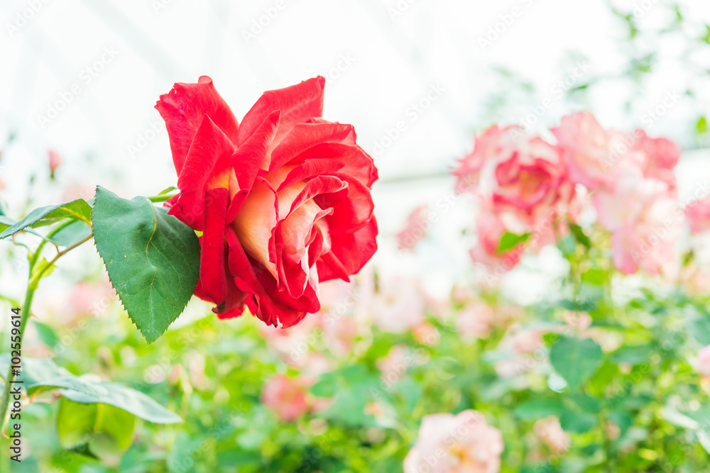 Obraz premium a bunch of roses in the garden