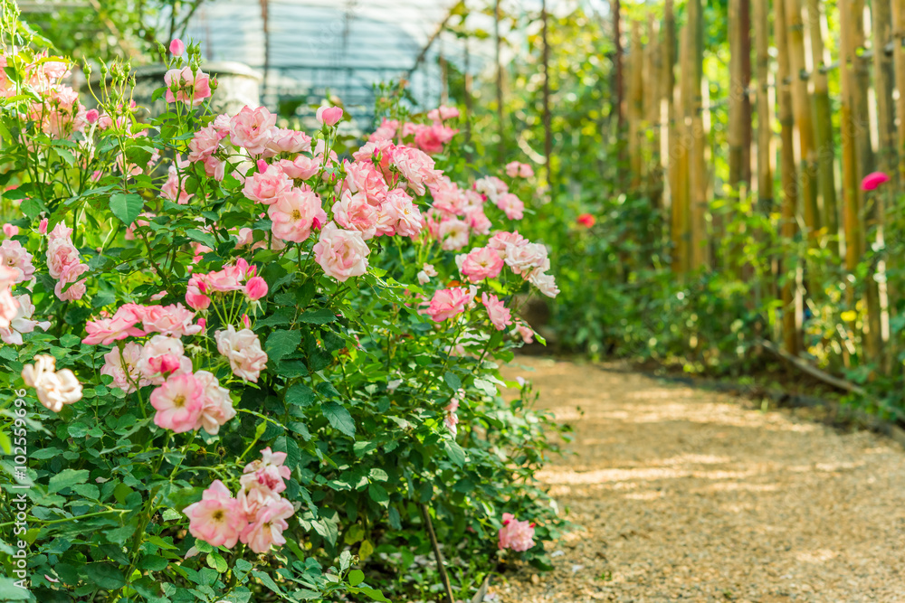 a bunch of roses in the garden a bunch of roses in the garden