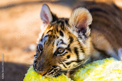 Fototapeta Naklejka Na Ścianę i Meble -  Male Tiger Cub basking in the morning sun on a cold winter day at the sanctuary.