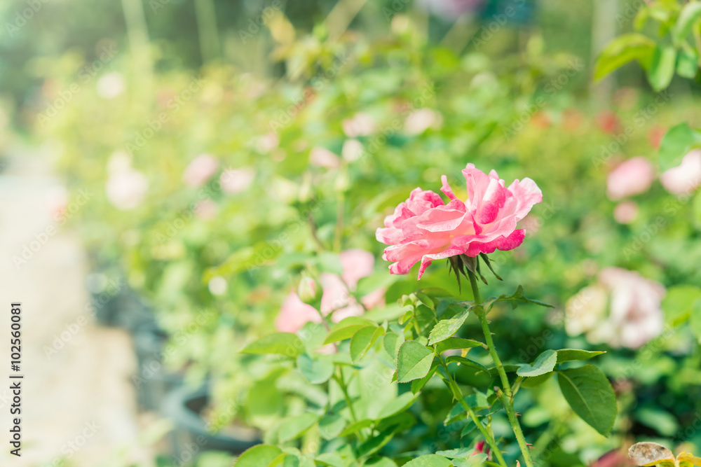 a bunch of roses in the garden