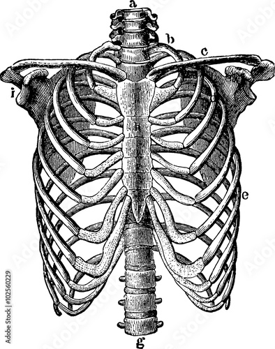 Vintage image human thorax