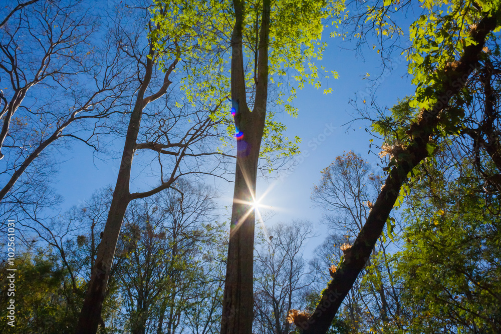 Obraz premium Forest with the sun behind