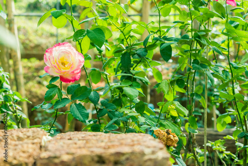 a bunch of roses in the garden