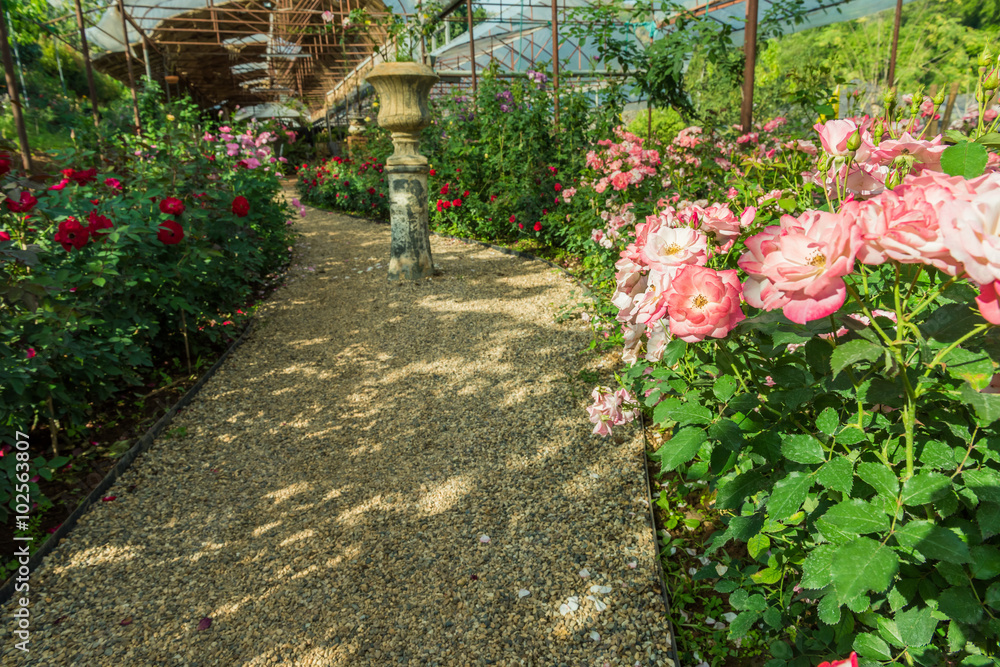 roses flowers in a greenhouse. roses flowers in a greenhouse.