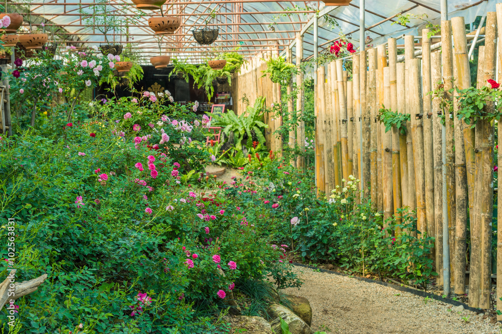 Fototapeta premium roses flowers in a greenhouse.