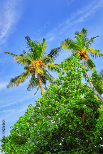  Coconut tree with fruits-coconuts on a tropical island in the M