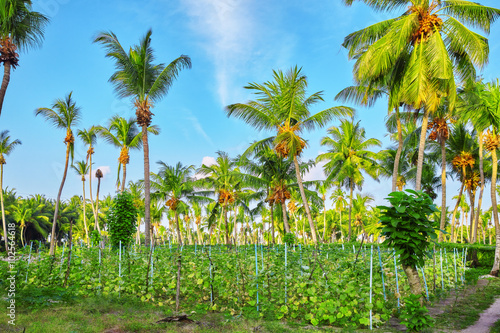  Coconut tree with fruits-coconuts,on a tropical island in the M