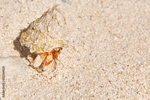 Hermit crab on the beach of a tropical island.