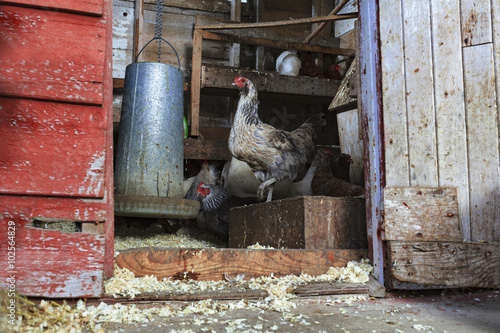 Chickens inside a coop.