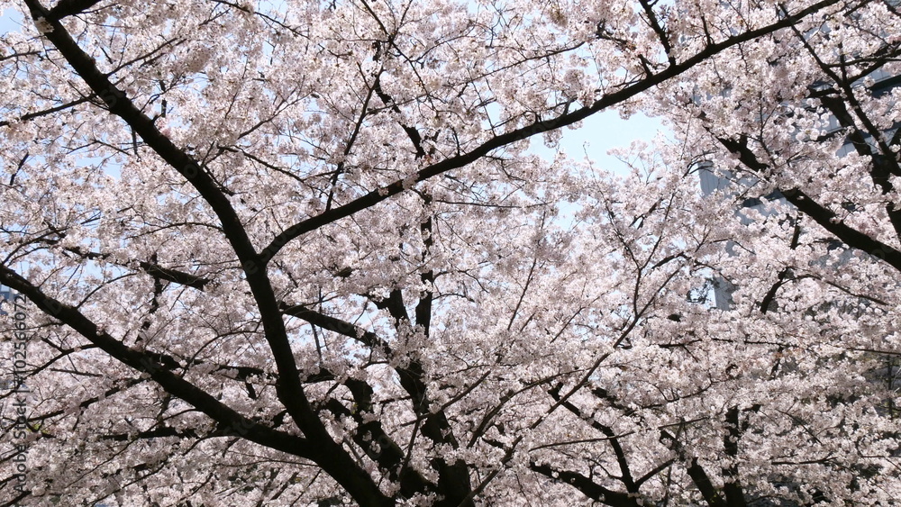 Low angle view of cherry blossoms in full bloom. Low angle view of cherry blossoms in full bloom.
