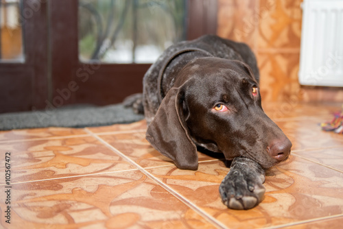 Fotografía Puppy, breed Kurzhaar, sad at home and wants to hunt