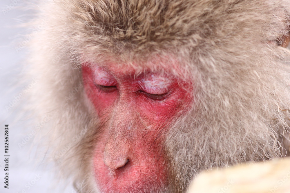 SNOW MONKEY(地獄谷野猿公苑)
SNOW MONKEY(地獄谷野猿公苑)