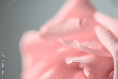 Flower of a rose of pink color close up