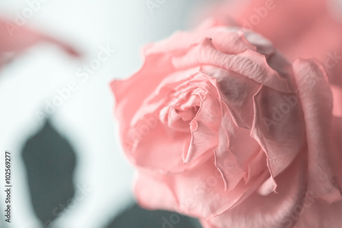 Flower of the fading rose of pink color close up