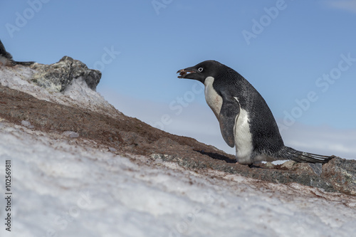 Ad  lie penguin  Antarctica.