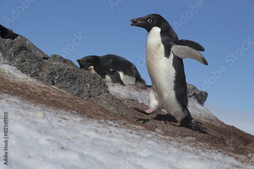 Ad  lie penguins  Antarctica.