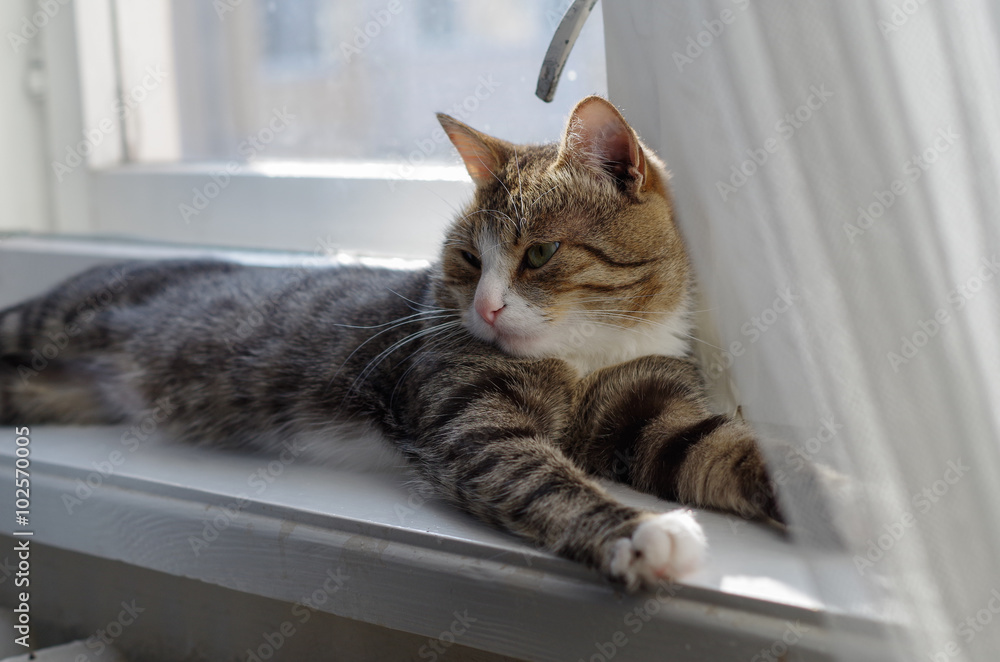 Cat basking in the sun on a window sill