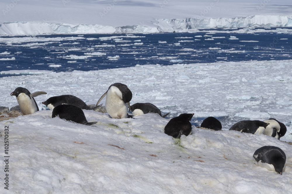 Fototapeta premium Adélie penguins, Antarctica